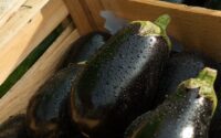 some eggplants in box