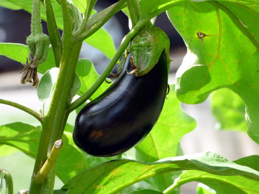 eggplant on eggplant tree