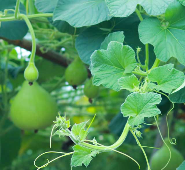 Bottle Gourd Photo-by-Rejaul-Karim-on-Unsplash