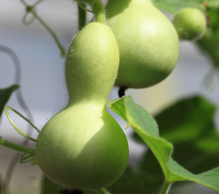 Bottle Gourd Photo by TANAKA-Juuyoh