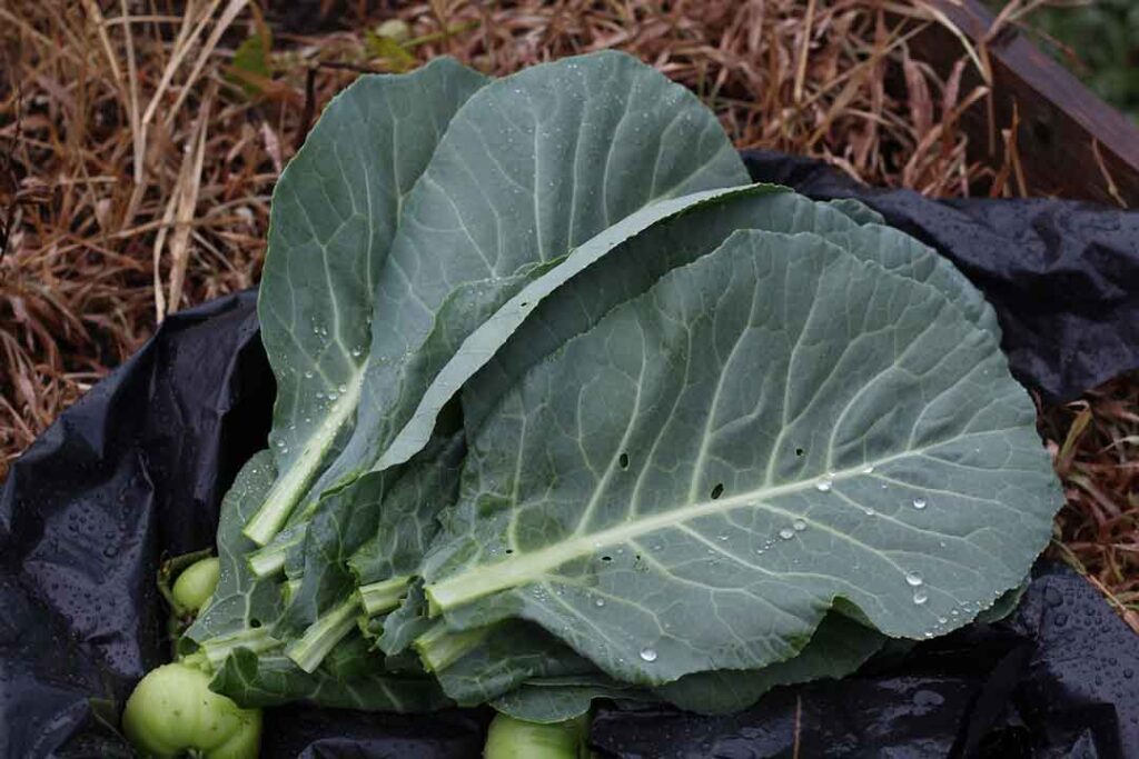 Collard Greens