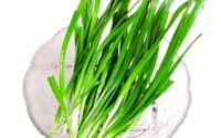 Garlic Chives