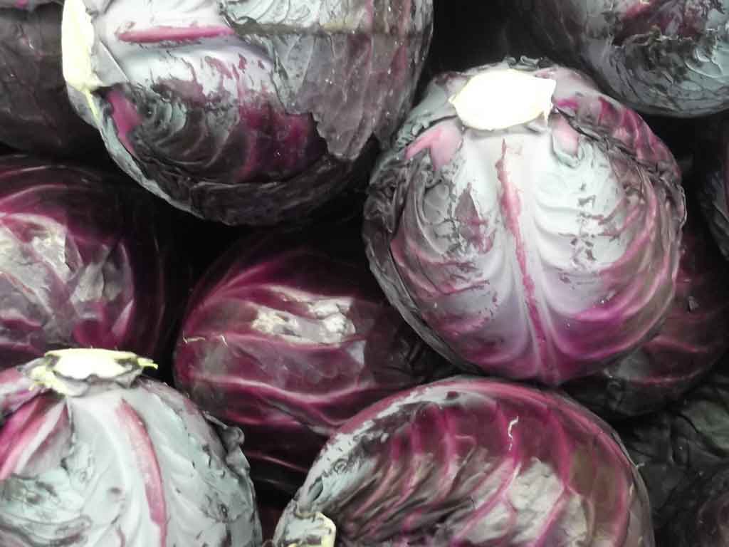  Purple Cabbage