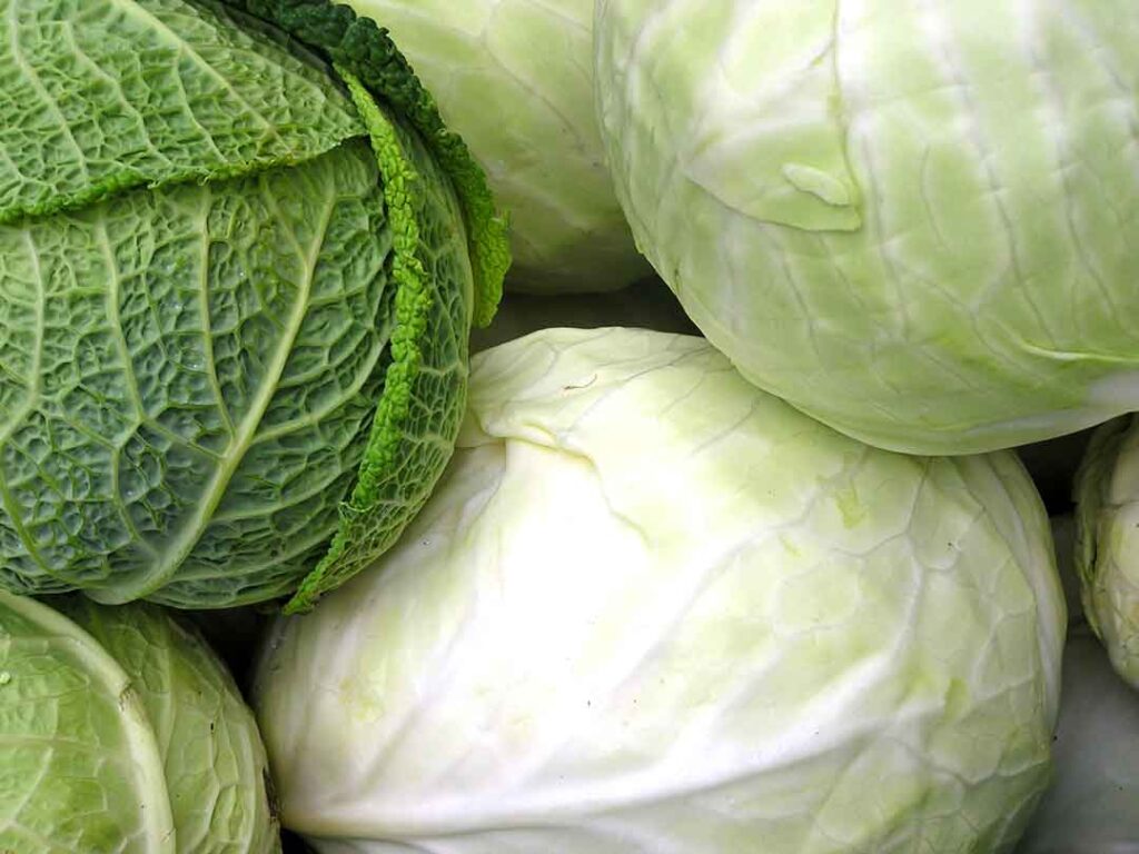 cabbage