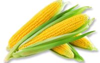 corn