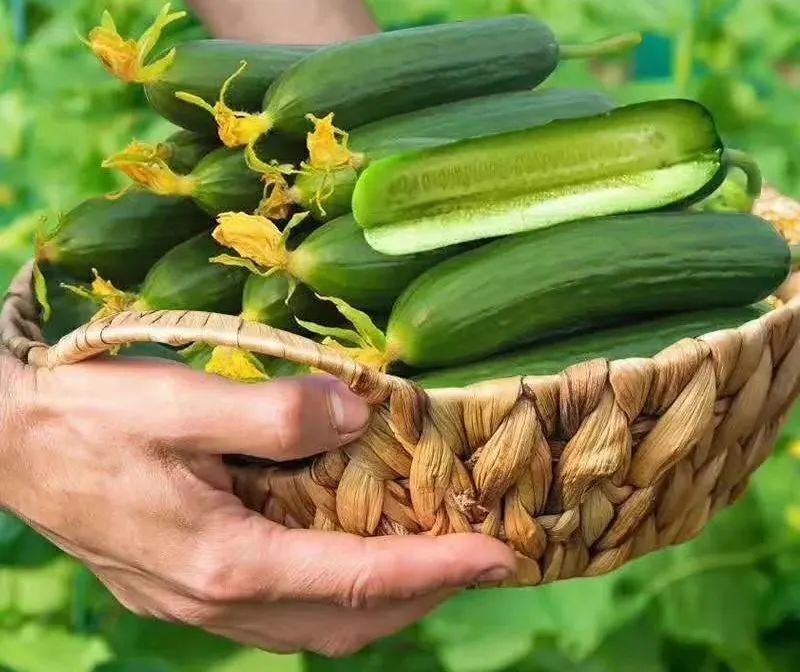 2 hands hold a basket of cucumbers