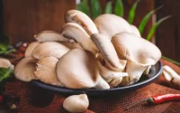 oyster mushroom on a black plate