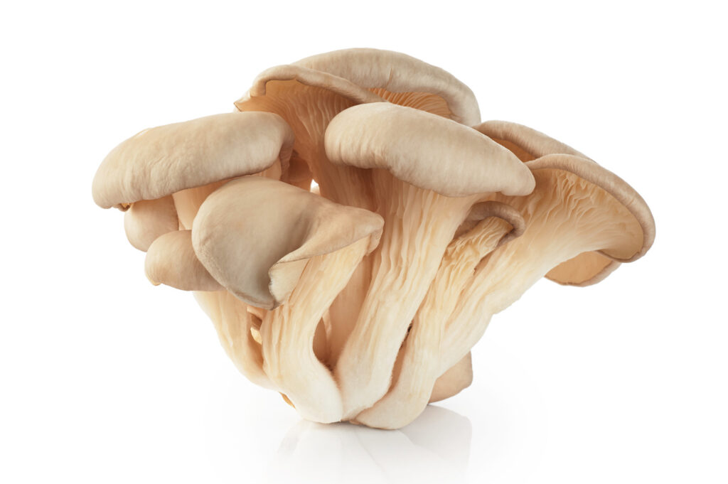 a bunch of oyster mushroom 