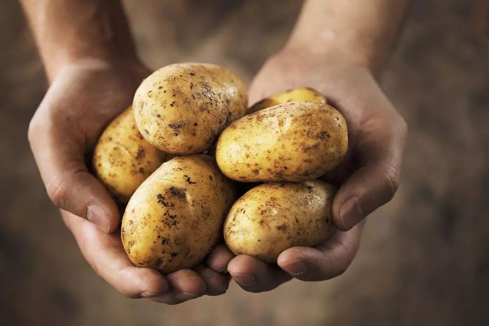 some potatoes in 2 hands