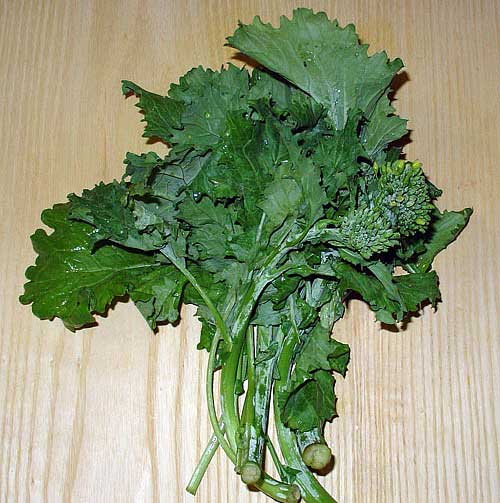 rapini