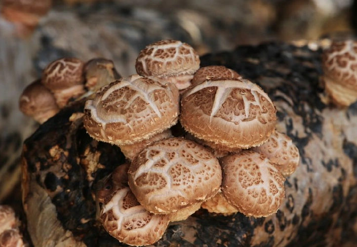 some shiitake mushroom grow on wood