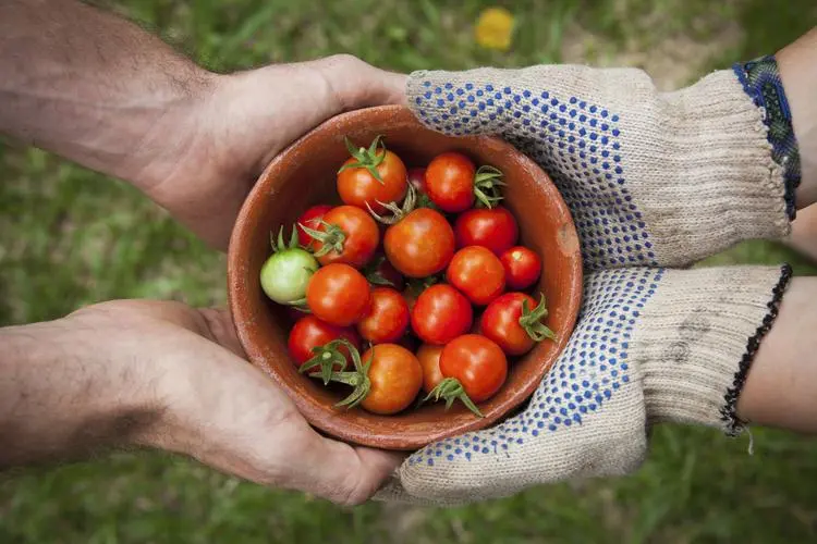 4hands hold a bowl of cherry tomatoes