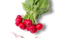 Cherry radish