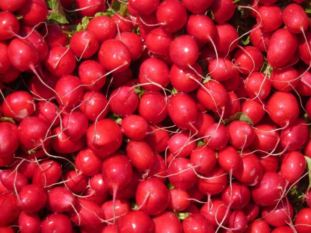 Cherry radish