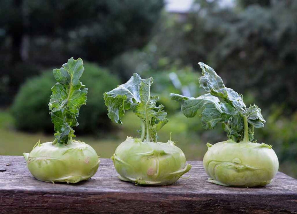 Kohlrabi