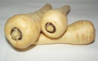 Parsnip