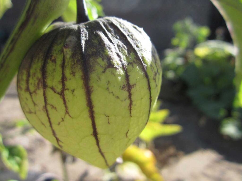 Tomatillo