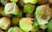 Tomatillo