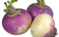 Turnip