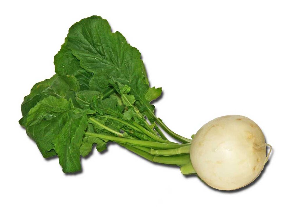 Turnip