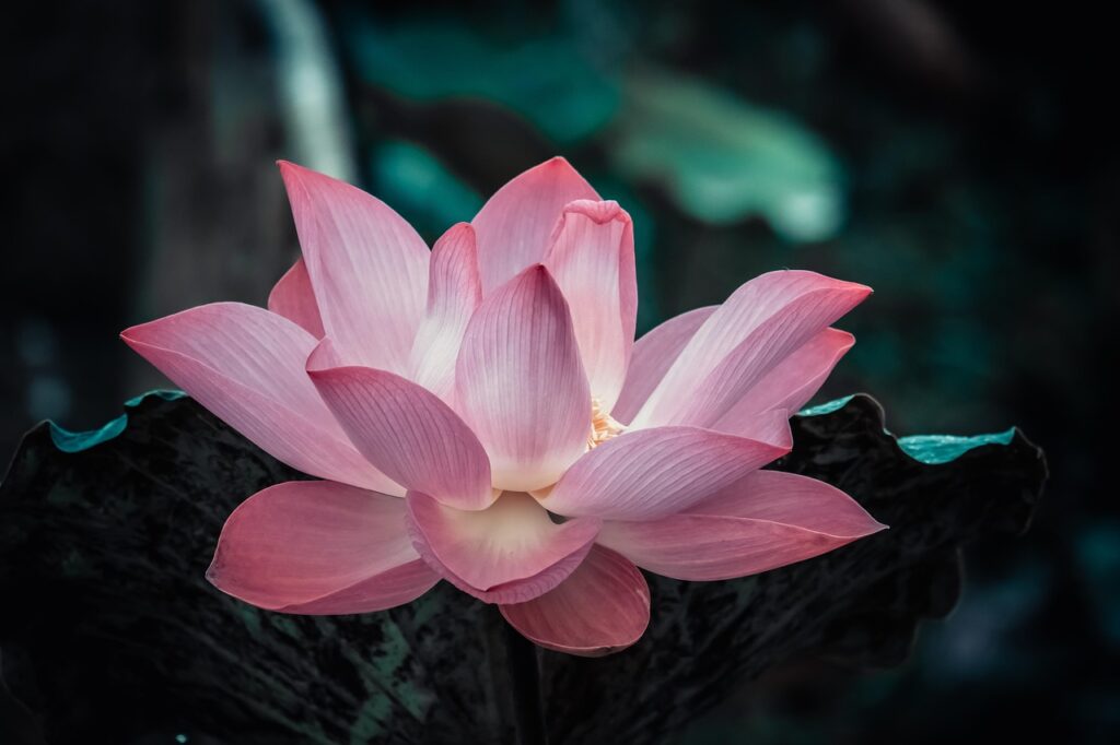  Lotus Root