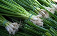 green onion