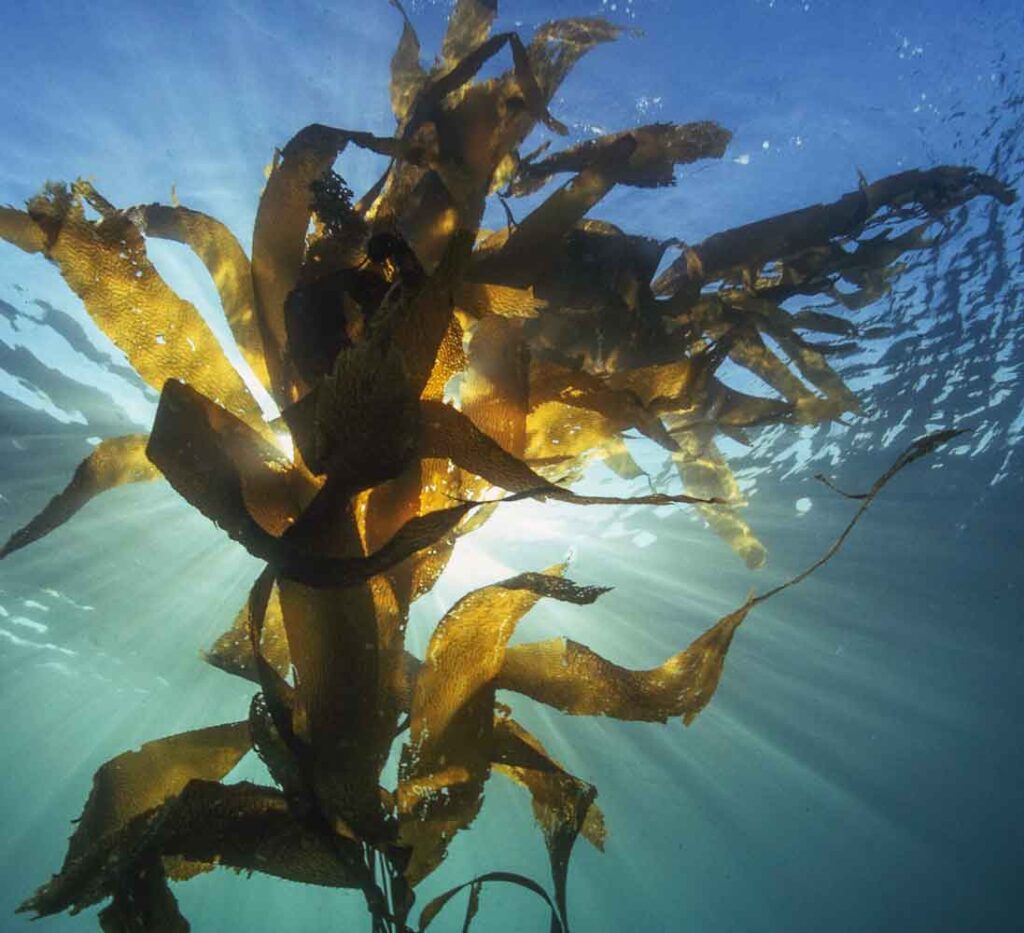 kelp