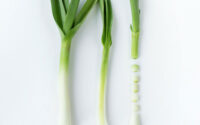 leek